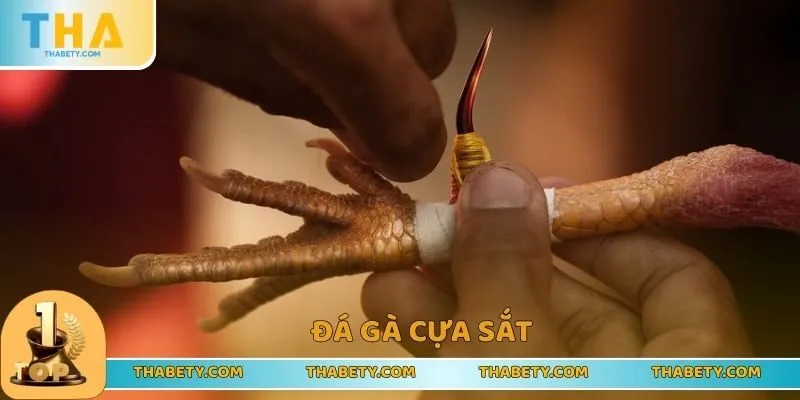 Đá Gà THABET - Trải Nghiệm Vui Chơi Đỉnh Cao, Nhận Lãi Lớn 3 Đá gà cựa sắt kịch tính từng giây phút